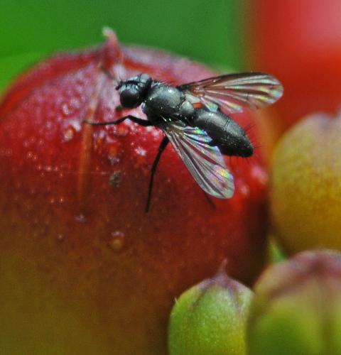 Rhinophora lepida